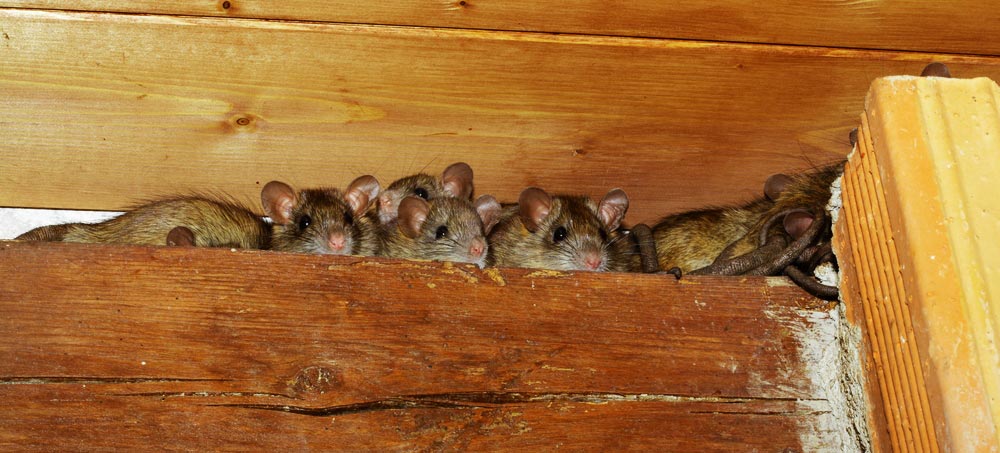 Come Eliminare I Roditori Nel Tetto Di Casa Risi Carpenteria Sa